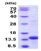 SDS-PAGE - Recombinant Human BOLA3 protein (His tag N-Terminus) (AB201887)