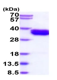 SDS-PAGE - Recombinant Human Bone marrow stromal cell antigen 1 protein (His tag N-Terminus) (AB235881)