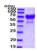 SDS-PAGE - Recombinant Human Bone Sialoprotein (His tag C-Terminus) (AB219248)