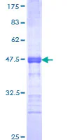 SDS-PAGE - Recombinant Human BORIS protein (GST tag N-Terminus) (AB112433)