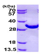SDS-PAGE - Recombinant Human BPGM protein (His tag C-Terminus) (AB95344)