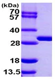 SDS-PAGE - Recombinant Human BPHL protein (His tag N-Terminus) (AB103498)
