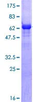 SDS-PAGE - Recombinant Human Brachyury / Bry protein (AB114235)
