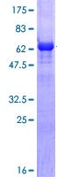 SDS-PAGE - Recombinant Human Brachyury / Bry protein (GST tag N-Terminus) (AB114235)