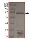 SDS-PAGE - Recombinant human BRAF (mutated G469A) protein (GST tag N-Terminus) (AB204222)