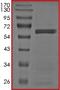 Recombinant human BRAF (mutated K601E) protein