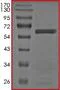 SDS-PAGE - Recombinant human BRAF (mutated K601E) protein (AB201428)