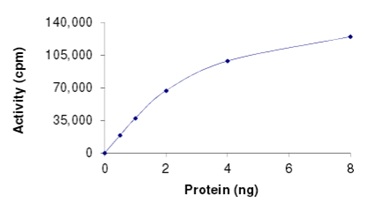 Functional Studies - Recombinant human BRAF (mutated L597V) protein (AB204186), expandable thumbnail