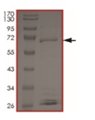 SDS-PAGE - Recombinant human BRAF (mutated L597V) protein (AB204186), expandable thumbnail