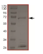 SDS-PAGE - Recombinant human BRAF (mutated L597V) protein (AB204186)