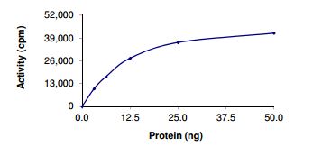 Functional Studies - Recombinant human BRAF (mutated V600E) protein (Active) (GST tag N-Terminus) (AB204154)