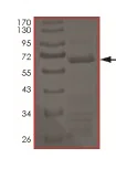 SDS-PAGE - Recombinant human BRAF protein (AB204208)