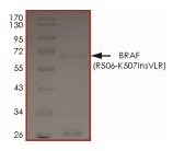 SDS-PAGE - Recombinant human BRAF protein (AB204212), expandable thumbnail
