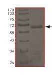 SDS-PAGE - Recombinant human BRAF protein (GST tag N-Terminus) (AB204208)