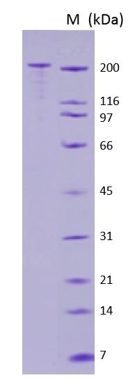 SDS-PAGE - Recombinant Human BRCA1 protein (AB82204)