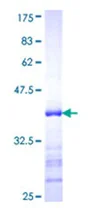 SDS-PAGE - Recombinant Human BRCA2 protein (GST tag N-Terminus) (AB112253)