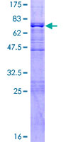Recombinant Human BRCC45/BRE protein