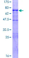 SDS-PAGE - Recombinant Human BRCC45/BRE protein (GST tag N-Terminus) (AB160555)