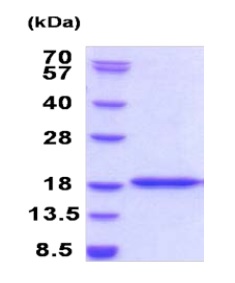 SDS-PAGE - Recombinant Human BRD1/BRL protein (AB187427)