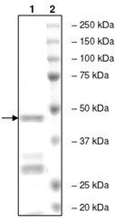 SDS-PAGE - Recombinant human BRD3 protein (AB196096), expandable thumbnail