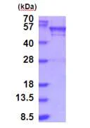 SDS-PAGE - Recombinant Human BRD3 protein (AB187453)