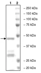 SDS-PAGE - Recombinant human BRD3 protein (His tag N-Terminus) (AB196096)