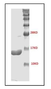 SDS-PAGE - Recombinant Human Brd4 protein (AB176936)