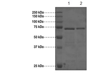 SDS-PAGE - Recombinant Human Brd4 protein (Tagged) (AB176941)