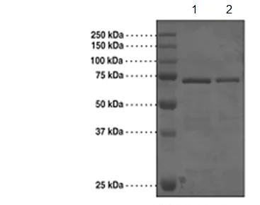 SDS-PAGE - Recombinant Human Brd4 protein (Tagged) (AB176941)