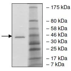 SDS-PAGE - Recombinant human BRD9 protein (Active) (AB196105)