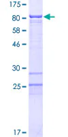SDS-PAGE - Recombinant Human BRD9 protein (GST tag N-Terminus) (AB163938)
