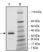 SDS-PAGE - Recombinant human BRDT protein (AB198111), expandable thumbnail