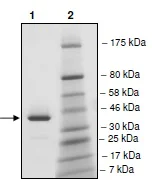 SDS-PAGE - Recombinant human BRDT protein (GST tag N-Terminus) (AB198111)