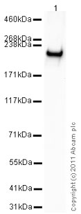 Western blot - Recombinant human BRG1 protein (AB82237), expandable thumbnail