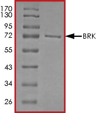 SDS-PAGE - Recombinant human Brk/PTK6 protein (AB60888), expandable thumbnail