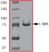 SDS-PAGE - Recombinant human Brk/PTK6 protein (AB60888), expandable thumbnail