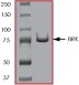 SDS-PAGE - Recombinant human Brk/PTK6 protein (AB60888)
