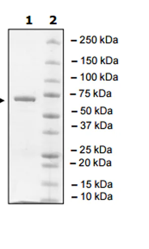 SDS-PAGE - Recombinant human Brk/PTK6 protein (GST tag N-Terminus) (AB271391)