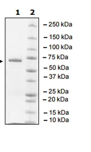 SDS-PAGE - Recombinant human Brk/PTK6 protein (Tagged) (AB271391)