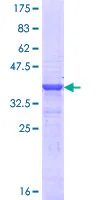 SDS-PAGE - Recombinant Human BRN3A protein (GST tag N-Terminus) (AB152627)