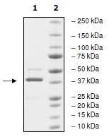 SDS-PAGE - Recombinant Human BRPF3 protein (AB198073)
