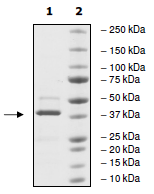 SDS-PAGE - Recombinant Human BRPF3 protein (GST tag N-Terminus) (AB198073)