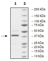 SDS-PAGE - Recombinant Human BRPF3 protein (GST tag N-Terminus) (AB198073)