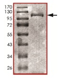 SDS-PAGE - Recombinant human BRSK2 protein (AB139629)