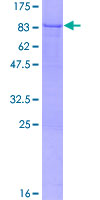 SDS-PAGE - Recombinant Human BS69 protein (AB161146)