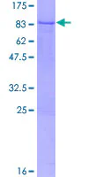 SDS-PAGE - Recombinant Human BS69 protein (GST tag N-Terminus) (AB161146)