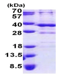 SDS-PAGE - Recombinant Human BSND protein (AB167848)