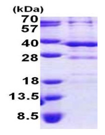 SDS-PAGE - Recombinant Human BSND protein (His tag N-Terminus) (AB167848)