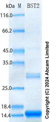 SDS-PAGE - Recombinant Human BST2 Protein Standard (His tag) (AB316734)