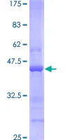 SDS-PAGE - Recombinant Human BST2/Tetherin protein (GST tag N-Terminus) (AB114390)